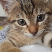 Tekir Kedi, Kedi  Misha fotoğrafı