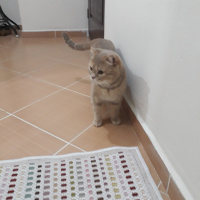 Scottish Fold, Kedi  Tarçın fotoğrafı