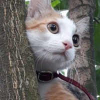 Siyam Kedisi, Kedi  Miyavsu fotoğrafı