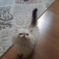 Exotic Shorthair, Kedi  Pamuk fotoğrafı