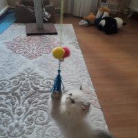 Exotic Shorthair, Kedi  Pamuk fotoğrafı