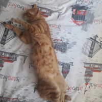 Sarman, Kedi  Güneş fotoğrafı