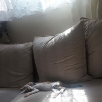 Tekir Kedi, Kedi  Tusu fotoğrafı