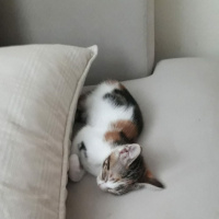Tekir Kedi, Kedi  Tusu fotoğrafı