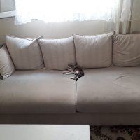 Tekir Kedi, Kedi  Tusu fotoğrafı