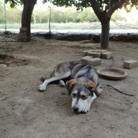 Sibirya Kurdu (Husky), Köpek  ...GÜZELLER GÜZELİME ÖMÜRLÜK YUVA ARIYORUZ... fotoğrafı