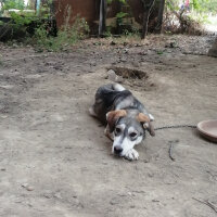 Sibirya Kurdu (Husky), Köpek  ...GÜZELLER GÜZELİME ÖMÜRLÜK YUVA ARIYORUZ... fotoğrafı