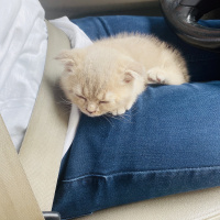 British Shorthair, Kedi  Lucy fotoğrafı