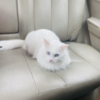 İran Kedisi (Persian), Kedi  Louis fotoğrafı