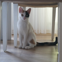 Tekir Kedi, Kedi  Mia fotoğrafı