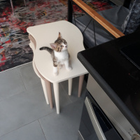 Tekir Kedi, Kedi  Minnak fotoğrafı
