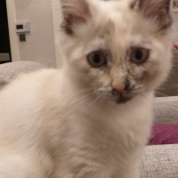 Himalayan, Kedi  Yumak fotoğrafı