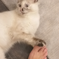 Himalayan, Kedi  Yumak fotoğrafı