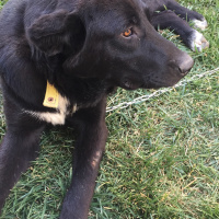 Border Collie, Köpek  Mantar fotoğrafı