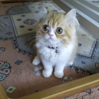 İran Kedisi (Persian), Kedi  Lady fotoğrafı