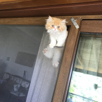 İran Kedisi (Persian), Kedi  Lady fotoğrafı