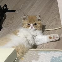 İran Kedisi (Persian), Kedi  Lady fotoğrafı