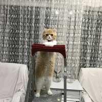 İran Kedisi (Persian), Kedi  Lady fotoğrafı