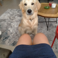 Golden Retriever, Köpek  Pufi fotoğrafı