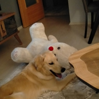 Golden Retriever, Köpek  Pufi fotoğrafı