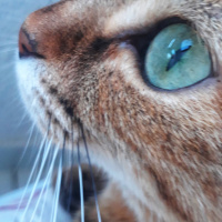 Tekir Kedi, Kedi  YOLDAŞ fotoğrafı