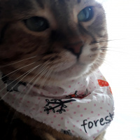 Tekir Kedi, Kedi  YOLDAŞ fotoğrafı