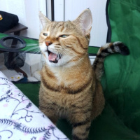 Tekir Kedi, Kedi  YOLDAŞ fotoğrafı
