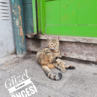 Tekir Kedi, Kedi  YOLDAŞ fotoğrafı