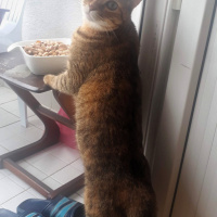 Tekir Kedi, Kedi  YOLDAŞ fotoğrafı