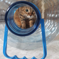 Tekir Kedi, Kedi  YOLDAŞ fotoğrafı