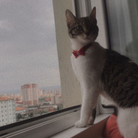 Tekir Kedi, Kedi  Luna fotoğrafı
