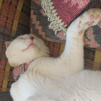 British Shorthair, Kedi  Çelsi fotoğrafı