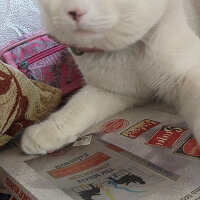 British Shorthair, Kedi  Çelsi fotoğrafı