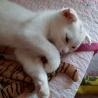 British Shorthair, Kedi  Çelsi fotoğrafı