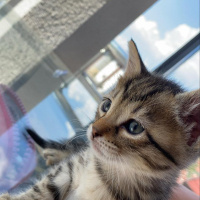 Tekir Kedi, Kedi  Honey fotoğrafı