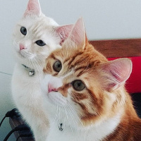 Tekir Kedi, Kedi  Milka❤️ fotoğrafı
