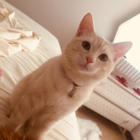 Tekir Kedi, Kedi  Milka❤️ fotoğrafı