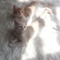 Tekir Kedi, Kedi  Milka❤️ fotoğrafı