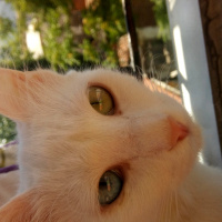 Ankara Kedisi, Kedi  Tosbik fotoğrafı