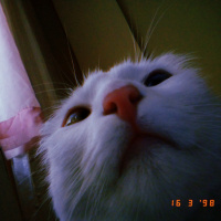 Ankara Kedisi, Kedi  Tosbik fotoğrafı