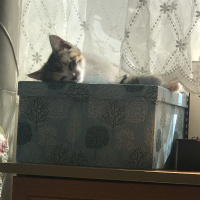 Tekir Kedi, Kedi  Lokum fotoğrafı