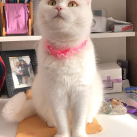 Scottish Fold, Kedi  Prenses fotoğrafı