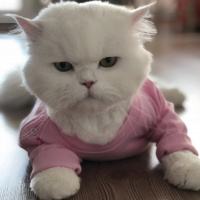 Scottish Fold, Kedi  Prenses fotoğrafı