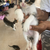Tekir Kedi, Kedi  Mia fotoğrafı