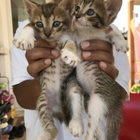 Tekir Kedi, Kedi  Mia fotoğrafı