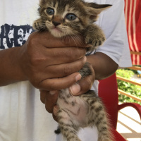 Tekir Kedi, Kedi  Mia fotoğrafı