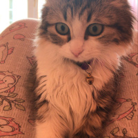 Tekir Kedi, Kedi  Mia fotoğrafı