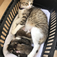 Tekir Kedi, Kedi  Mia fotoğrafı
