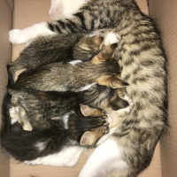 Tekir Kedi, Kedi  Mia fotoğrafı