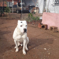 Dogo Arjantin, Köpek  Paşa fotoğrafı